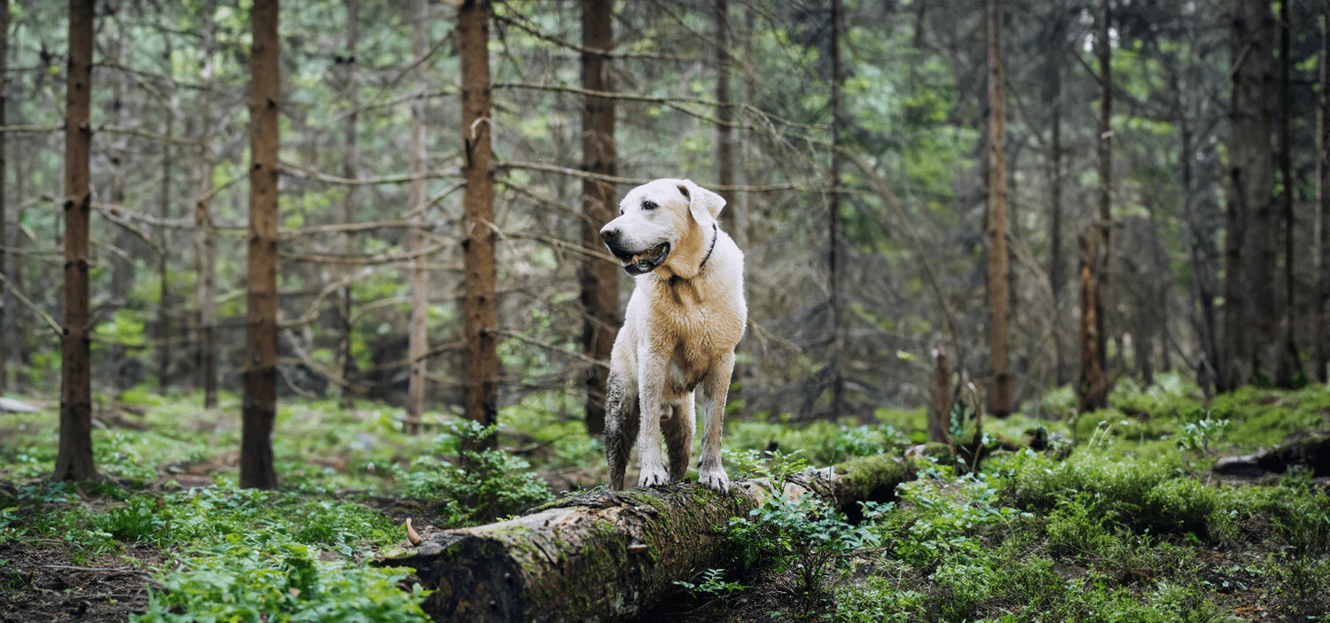 Lasting Defense for Every Pet